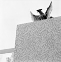 copyright ©2002 David Glenn Rinehart | all rights reserved